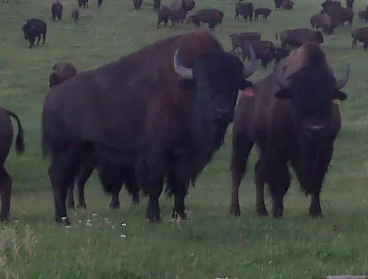 Alberta Bison Ranch