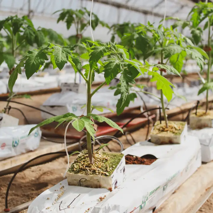 Belle Plaine Gardens