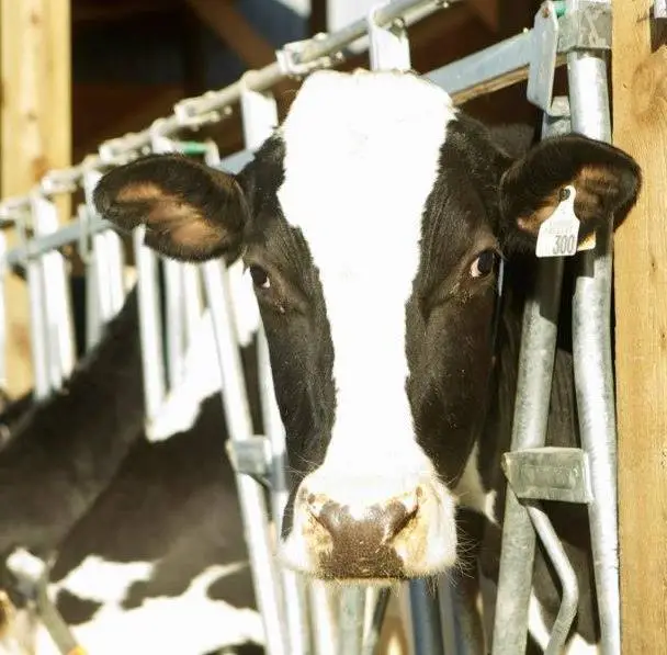 Blackwell Dairy Farm