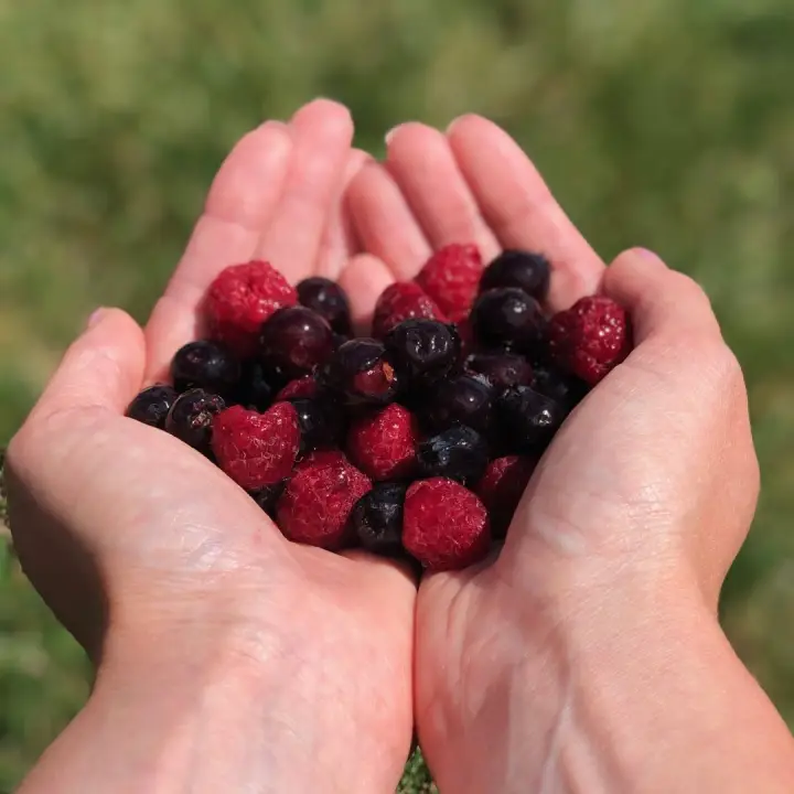 Country Breeze Berry Farm