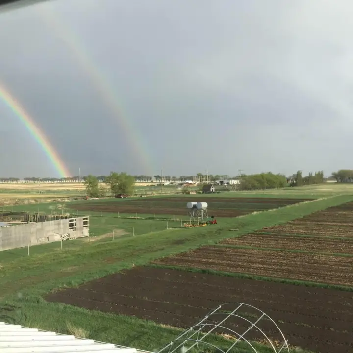 Fork In The Rowed Farms