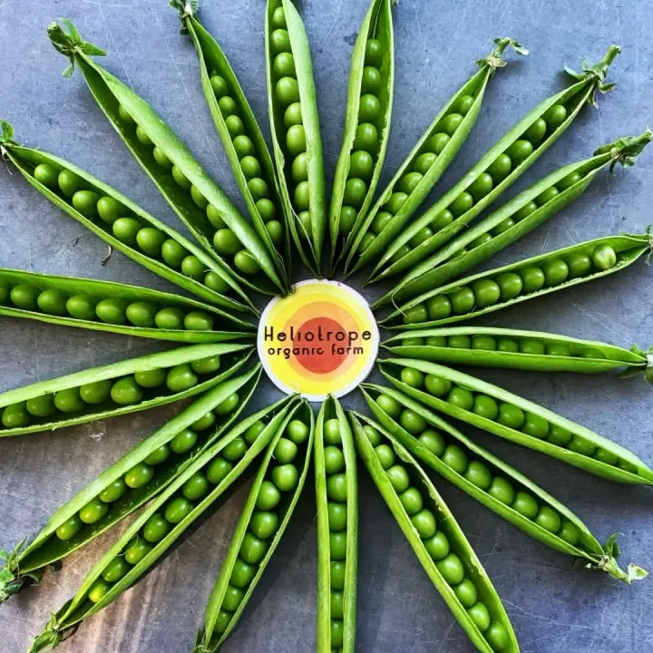 Heliotrope Organic Farm