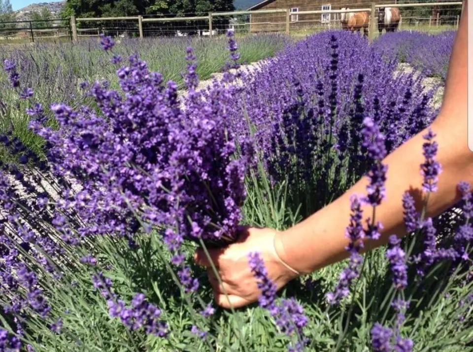 Indigo Ridge Lavender Farm