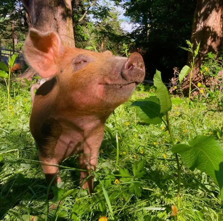 Lazy Acres Pigs & Heritage Pork