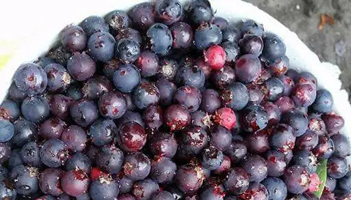 Loon Creek Saskatoons