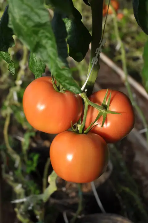 Schurmann Family Farm/Atlantic Grown Organics