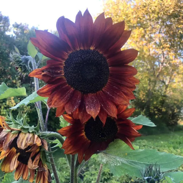 Sunshine Blooms Farm