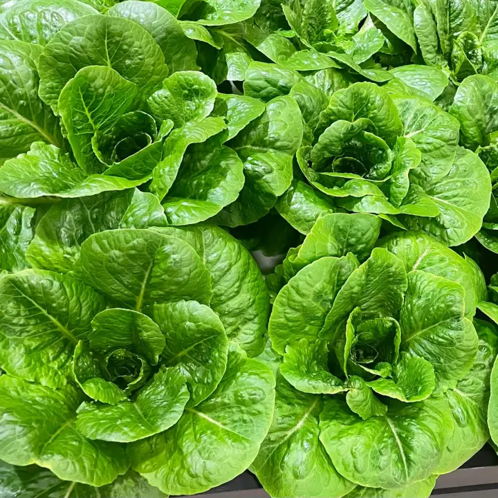 Vertical Roots Canada