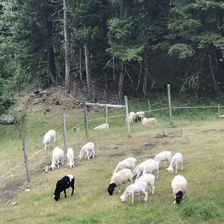 Whistling Wind Ranch