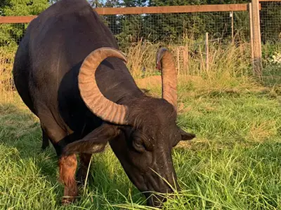 Coleman Meadows Water Buffalo Dairy