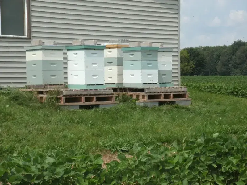 Dingman Creek Honey