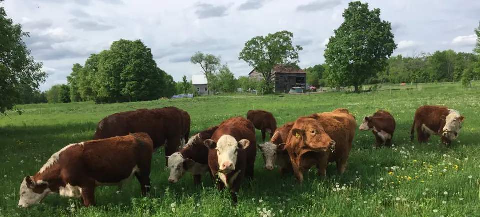 Fat of the Land Farm