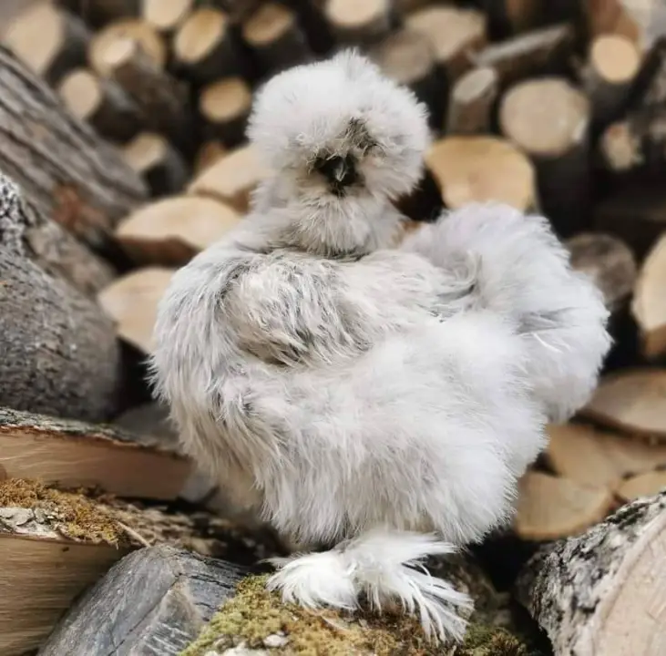 Northern Feather Farm