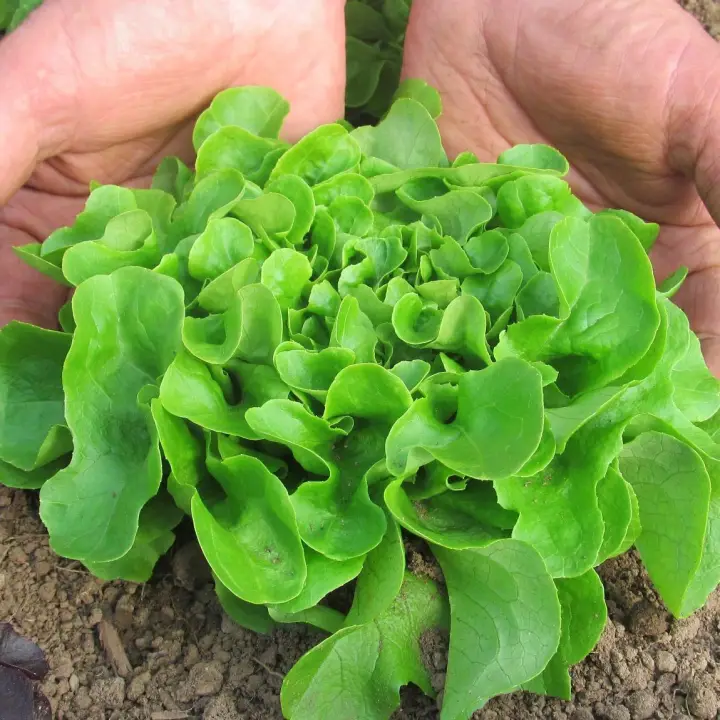 Norbert's Good Food/ Selwood Green Farm