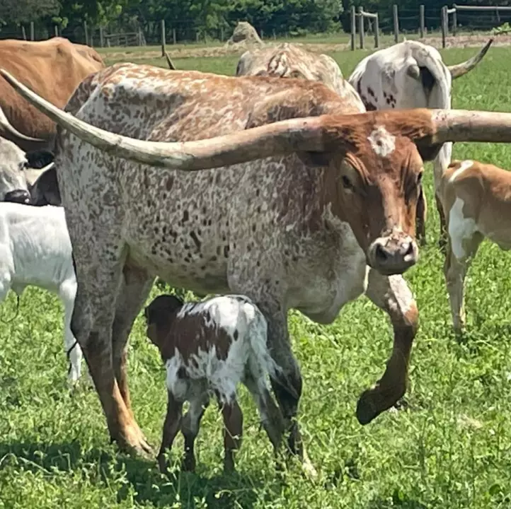 Bridged Creek Farm