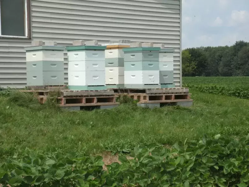Dingman Creek Honey