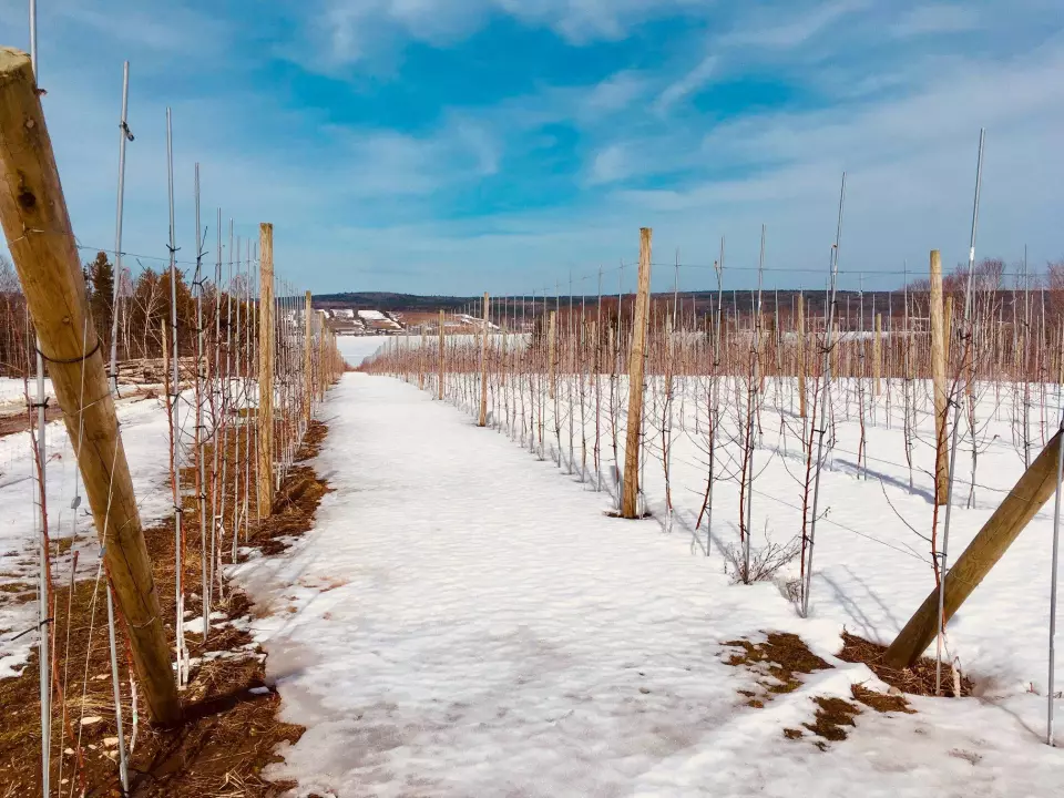 Hoyts Orchards