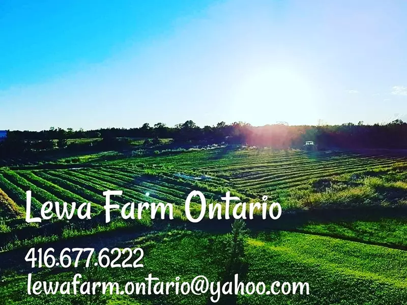 Lewa Farm Ontario 