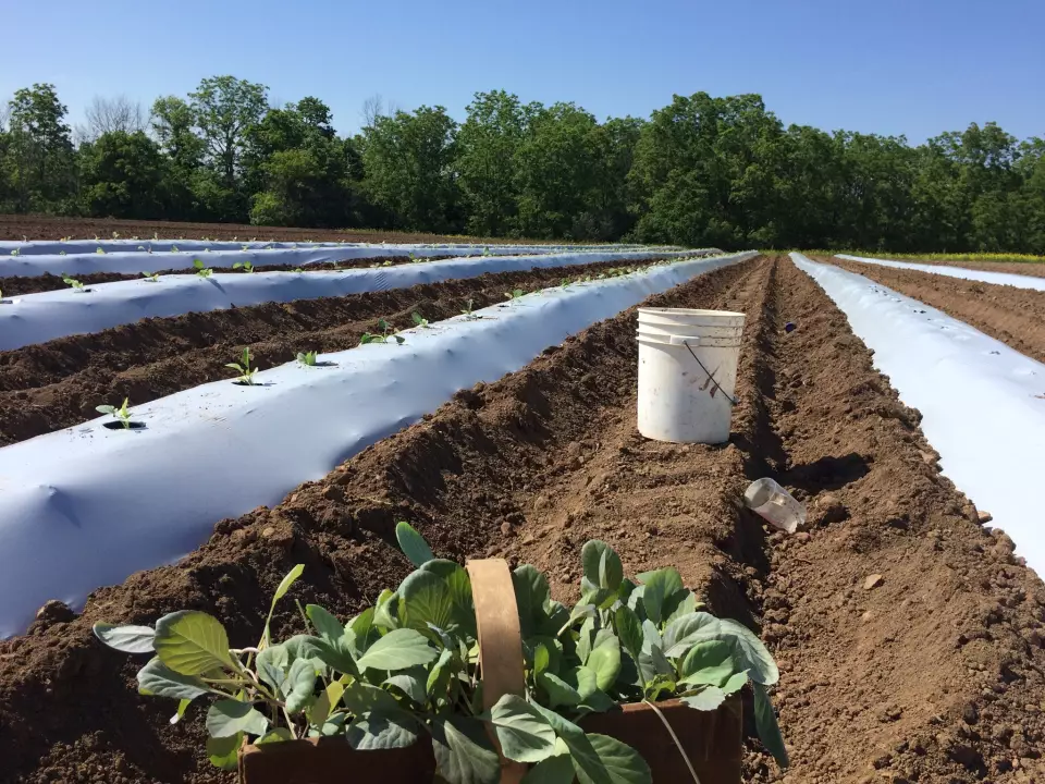 Neufeld Family Farm