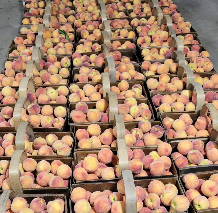 Porpiglia Farms 