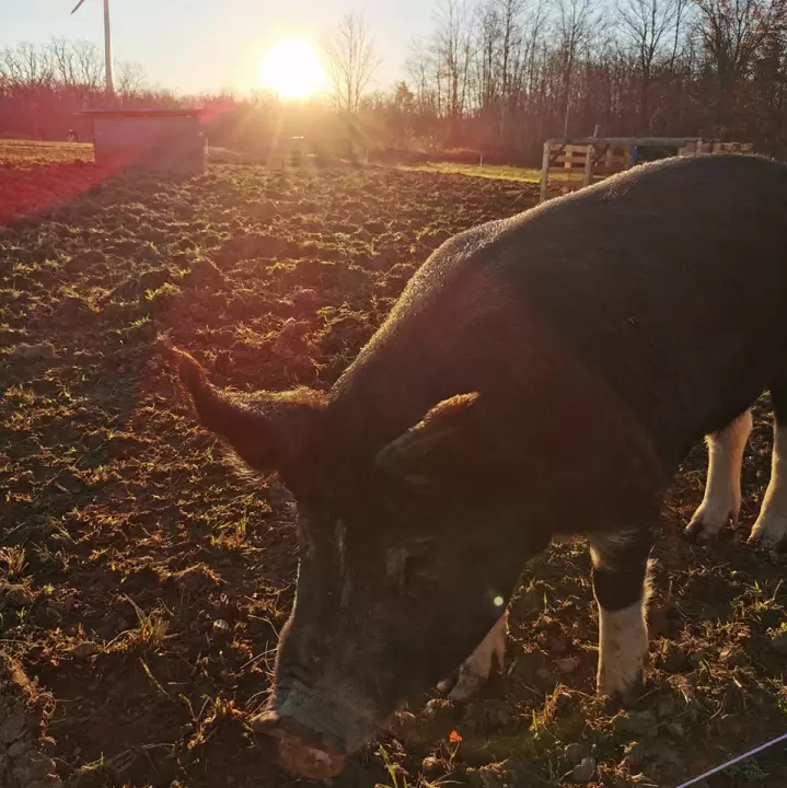 Small Town Farms